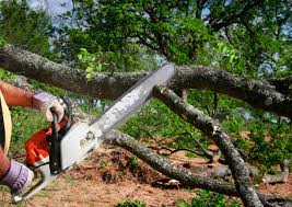 Best Tree Trimming and Pruning  in State Center, IA