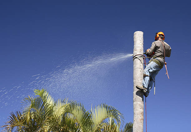 How Our Tree Care Process Works  in  State Center, IA