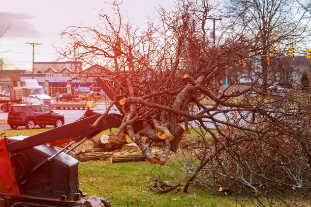 Best Storm Damage Tree Cleanup  in State Center, IA