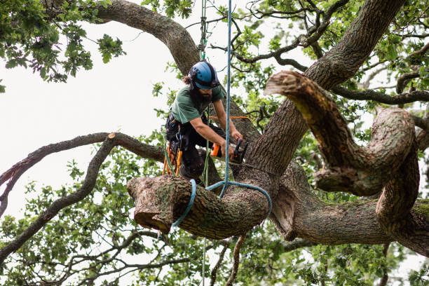 Best Palm Tree Trimming  in State Center, IA