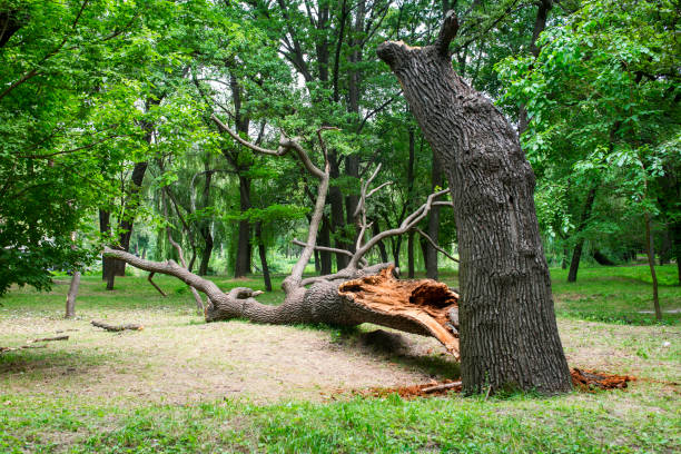 Best Utility Line Clearance  in State Center, IA