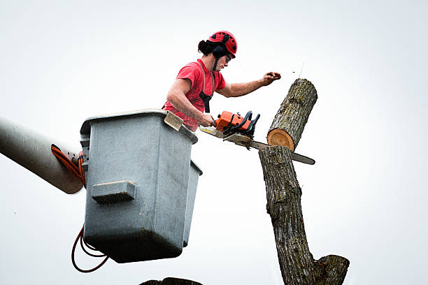 Best Fruit Tree Pruning  in State Center, IA