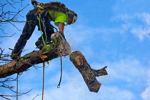 Best Emergency Tree Removal  in State Center, IA