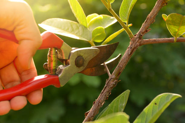 State Center, IA Tree Services Company