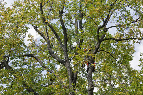 Best Seasonal Cleanup (Spring/Fall)  in State Center, IA